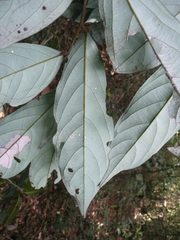 Polyceratocarpus parviflorus