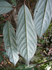 Polyceratocarpus parviflorus