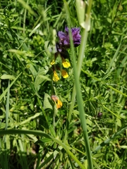 Melampyrum nemorosum