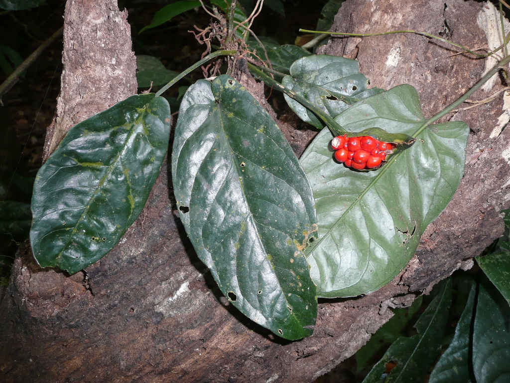 Cercestis hepperi