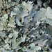 Arnold's Parmotrema Lichen - Photo (c) Richard Droker, some rights reserved (CC BY-NC-ND)