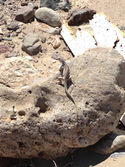 Dipsosaurus dorsalis dorsalis