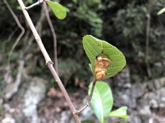 Euploea tulliolus koxinga