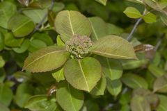 Viburnum cassinoides image