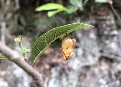 Euploea tulliolus koxinga