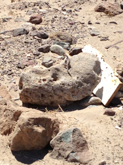 Dipsosaurus dorsalis dorsalis