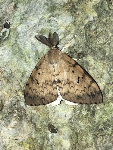 Ldd Moth