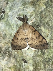 Lymantria albescens