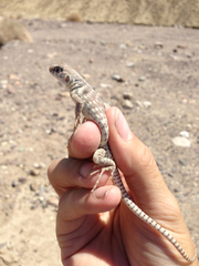 Dipsosaurus dorsalis dorsalis