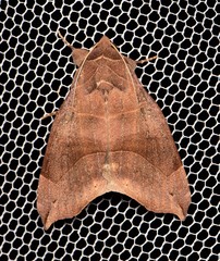 Bastilla hamatilis