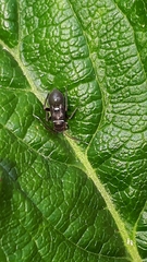 Hadrodemus