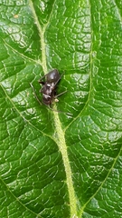 Hadrodemus