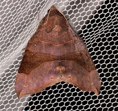 Bastilla hamatilis
