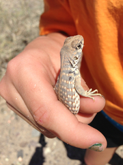 Dipsosaurus dorsalis dorsalis