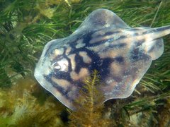 Urolophus cruciatus