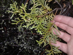 Libocedrus bidwillii