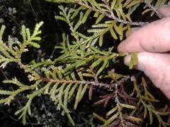 Libocedrus bidwillii