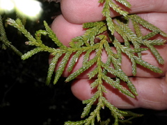 Libocedrus bidwillii