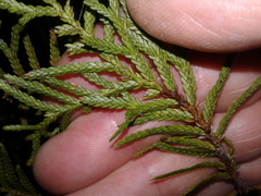 Libocedrus bidwillii