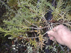 Libocedrus bidwillii
