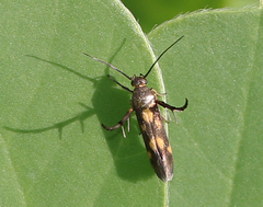 Eretmocera