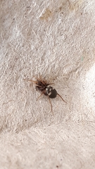 Phrurolithus