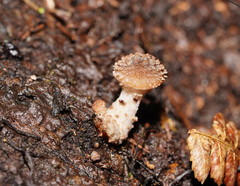 Armillaria hinnulea
