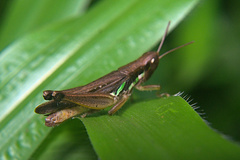 Acrididae