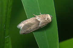 Lepidoptera
