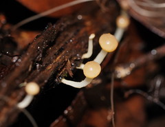Vibrissea dura