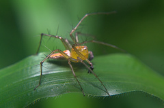Oxyopes