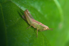 Acrididae