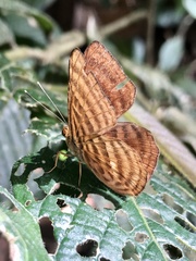 Zemeros emesoides