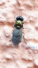 Chloromyia