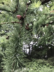 Larix sibirica