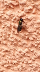 Chloromyia