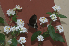 Papilio polytes