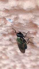 Chloromyia