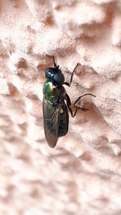 Chloromyia