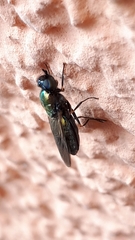 Chloromyia