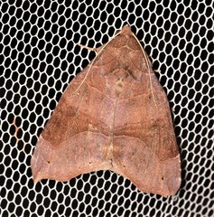 Bastilla hamatilis