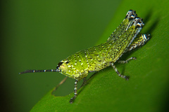 Acrididae