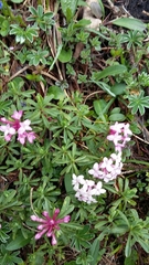 Daphne striata