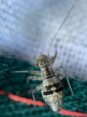 Mesopsocus