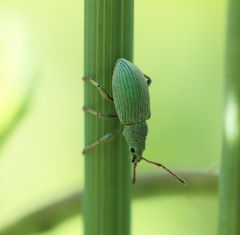 Phyllobius virideaeris