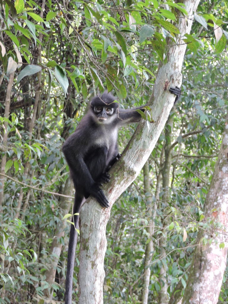 East Sumatran Banded Langur (Presbytis percura)