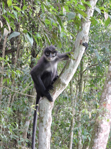 East Sumatran Banded Langur (Presbytis percura) — Critically Endangered Mammalia