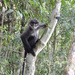 East Sumatran Banded Langur - Photo (c) Irfan Nurarifin, some rights reserved (CC BY-NC), uploaded by Irfan Nurarifin