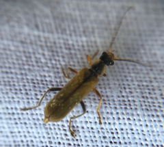 Cantharis decipiens