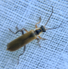 Cantharis decipiens